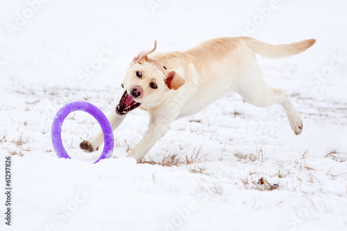 dog winter activity
