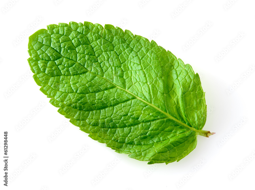 Fresh mint leaf isolated on white. Macro Fresh mint leaf isolated on white. Macro