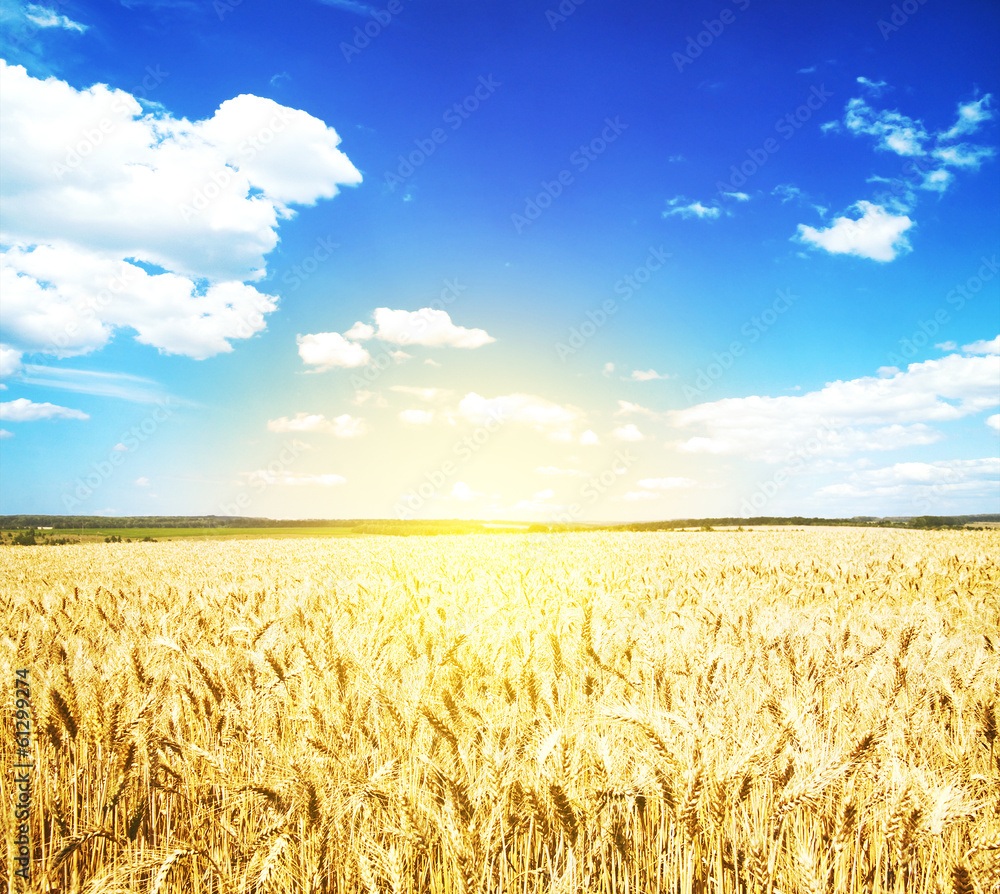 Naklejka premium Field