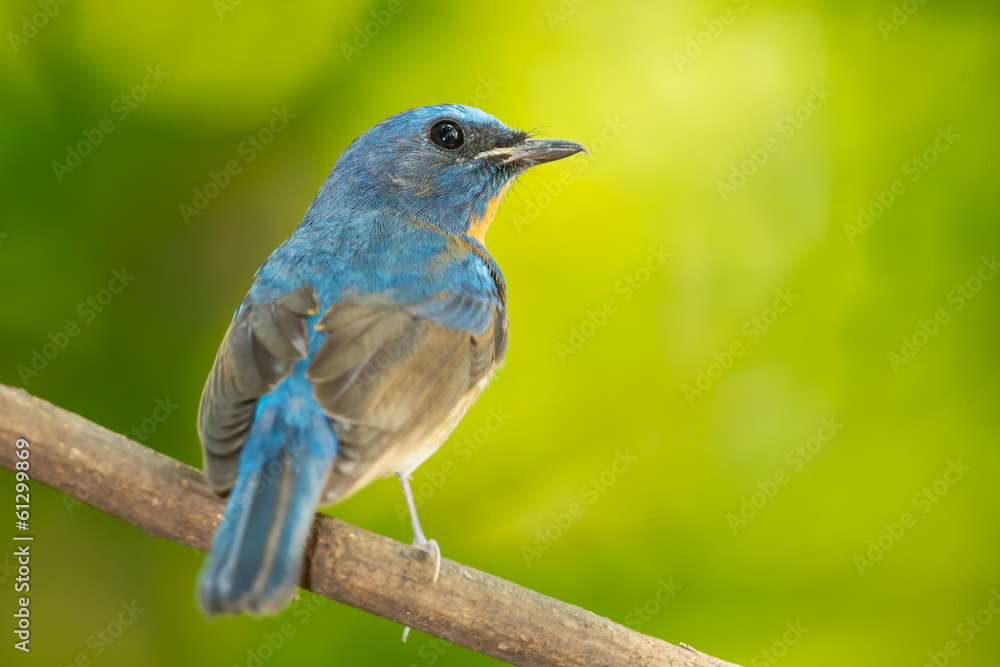 Chinese Blue Flycatcher turn to see us