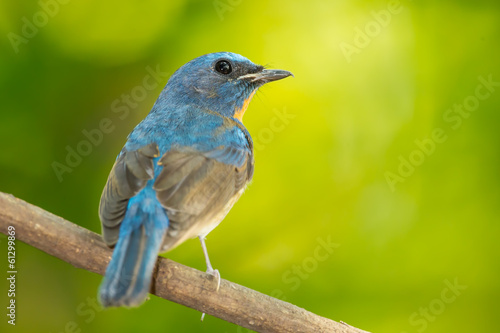 Chinese Blue Flycatcher turn to see us © kajornyot