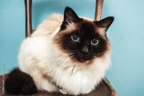 Birman cat on a chair