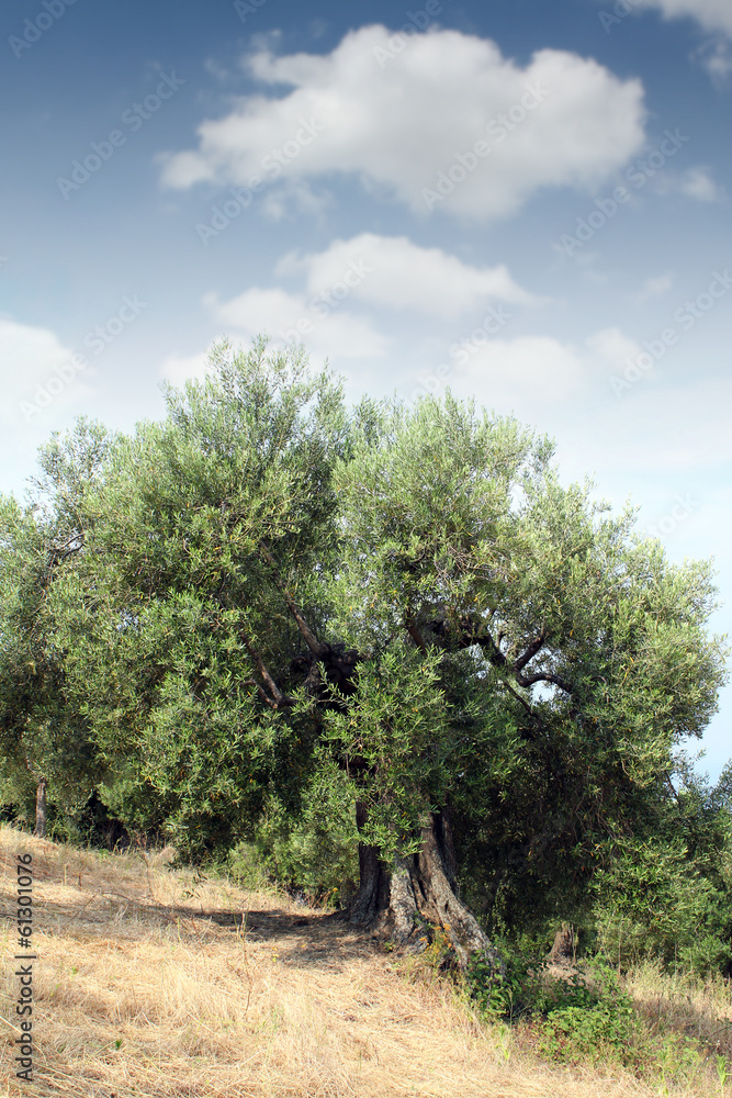 old olive tree Sithonia Greece
