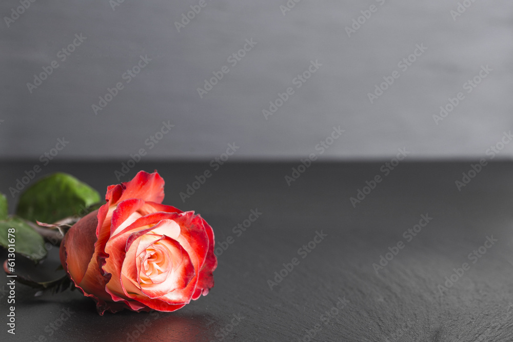 Fototapeta premium rote Rose liegt auf Schiefer