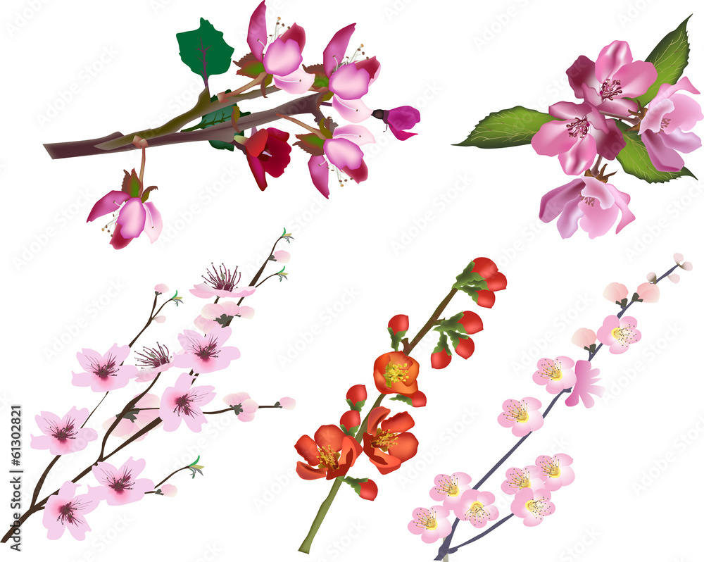 set of spring tree blossoming branches isolated on white set of spring tree blossoming branches isolated on white