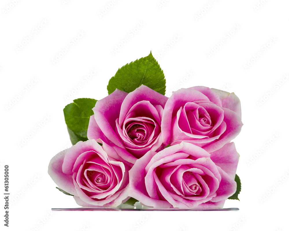 Pink Roses Resting on Glass Pink Roses Resting on Glass