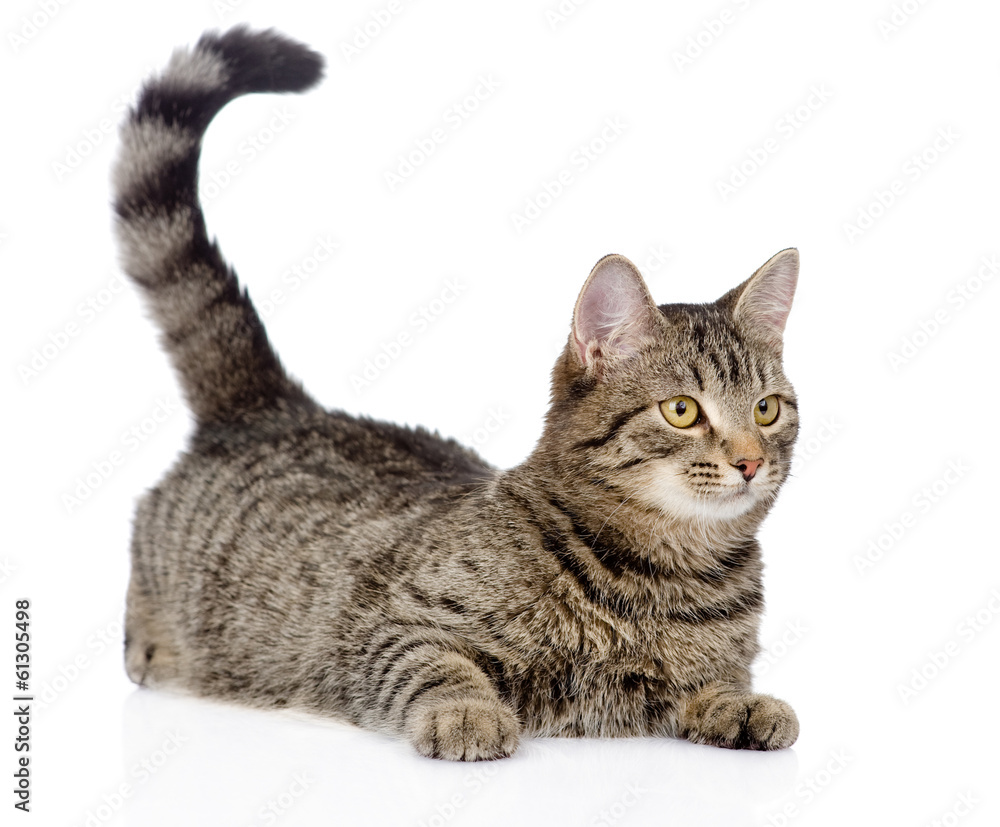 Obraz premium cat looking away. isolated on white background