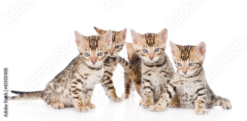 group bengal kittens looking at camera. isolated on white 