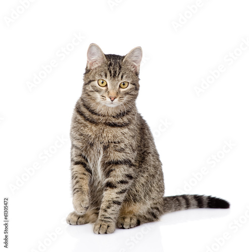 cat sitting in front and looking at camera. isolated on white 