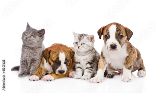 Group of cats and dogs sitting in front. isolated on white 