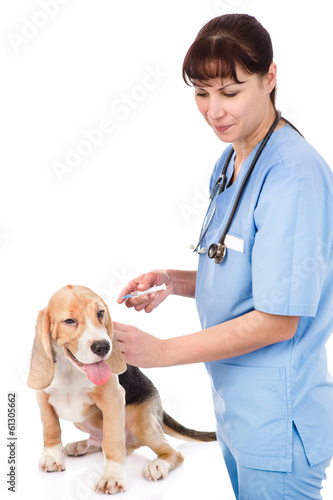 Fototapeta Naklejka Na Ścianę i Meble -  vet and dog - getting a vaccine. isolated on white background