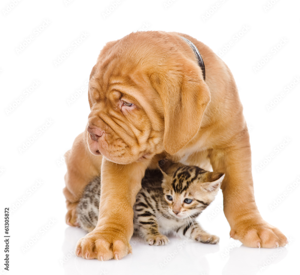Bordeaux puppy dog and bengal kitten together. isolated on white