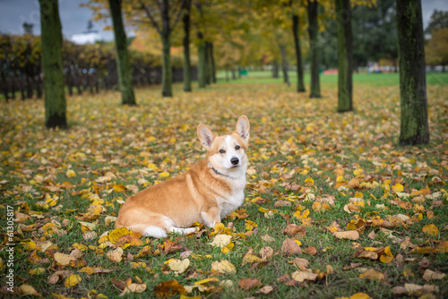 Pembroke welsh corgi autumn portrait