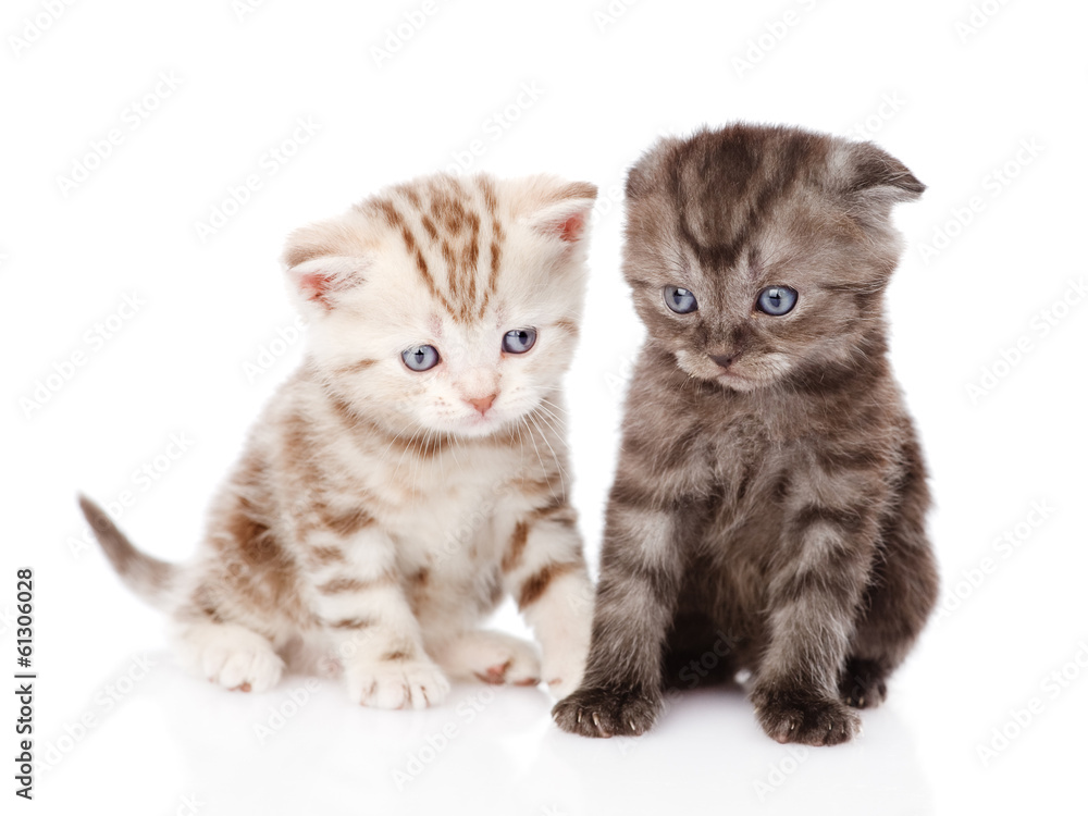 two scottish kittens. isolated on white background