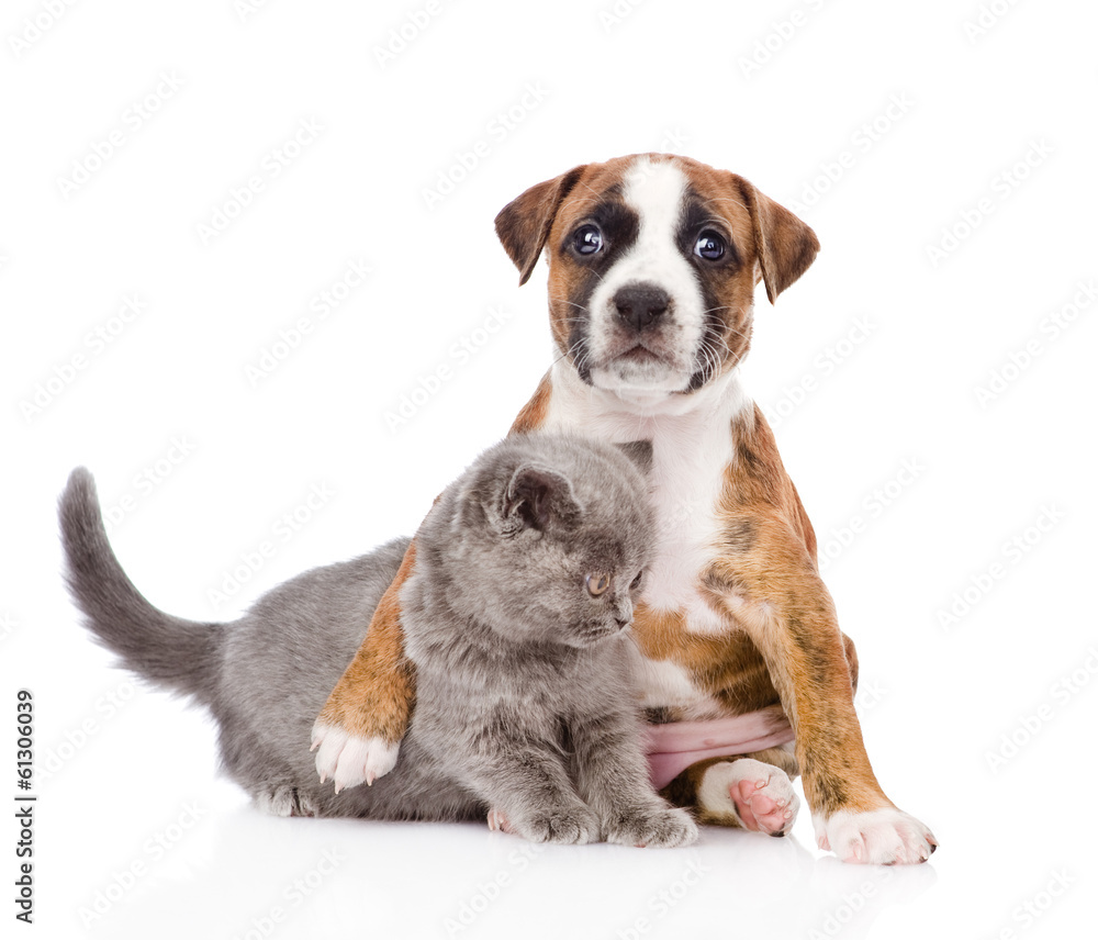 puppy hugs kitten. isolated on white background