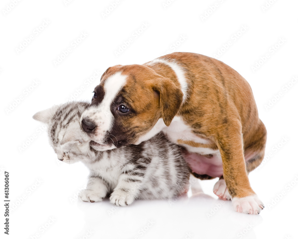puppy dog playing with kitten. isolated on white background