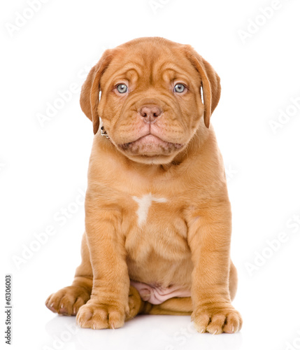 Bordeaux puppy dog sitting in front. isolated on white 