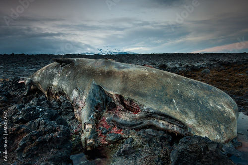 The body of a dead sperm whale in Iceland
