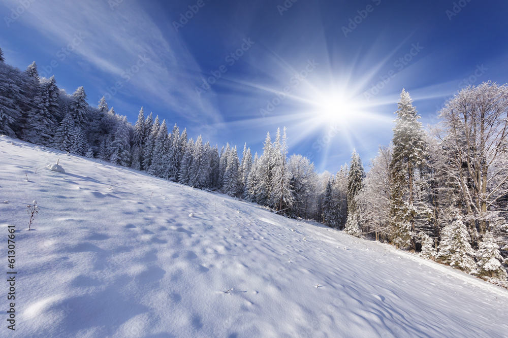 Fototapeta premium Sunny winter morning in the mountain forest