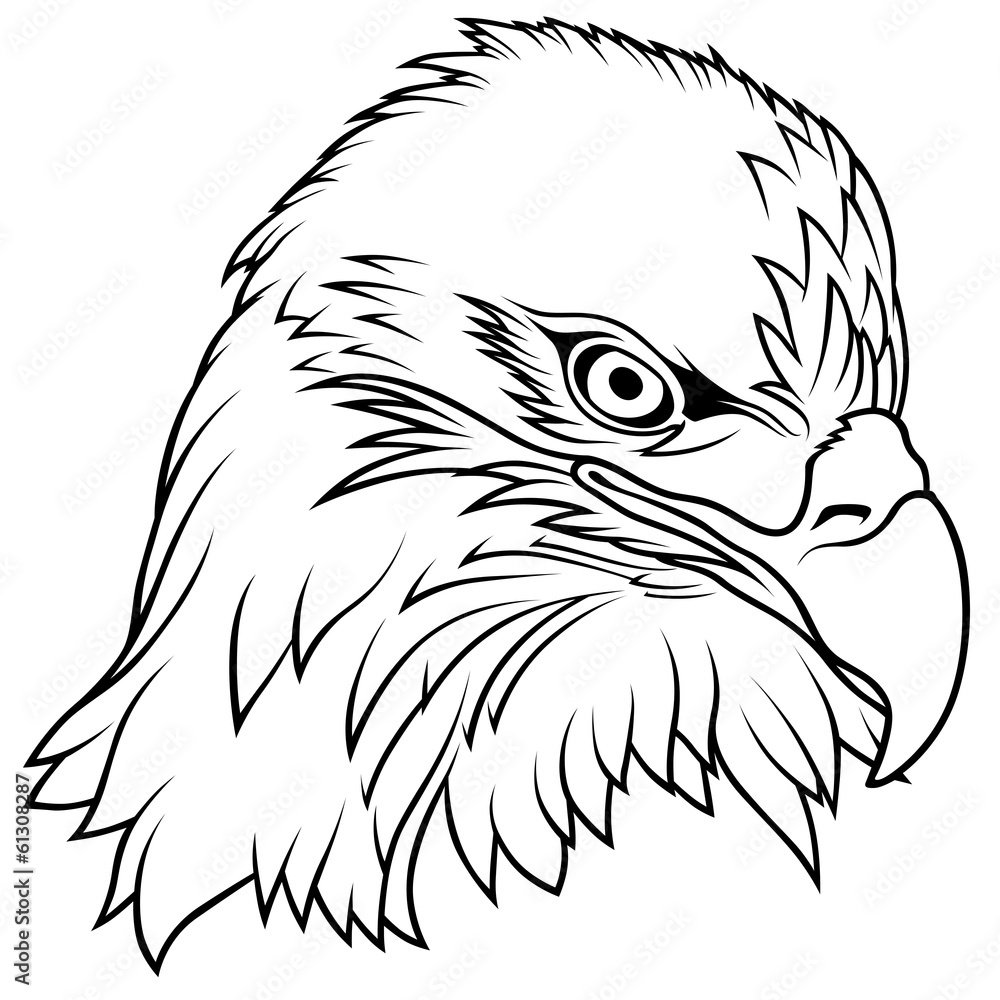 Bald Eagle Head Bald Eagle Head