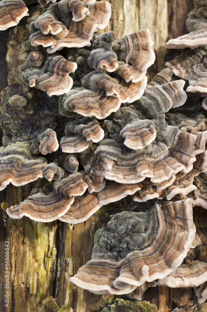 Weathered tree trunk with fungi