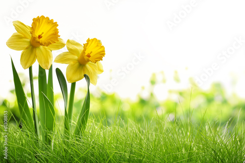 Daffodil flowers