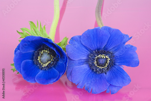 Two blue Anemones on a pink background