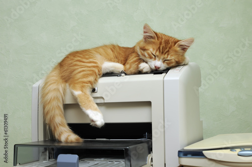 Fototapeta kitten sleeping on the printer