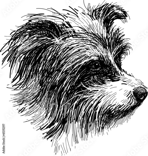 head of shaggy dog