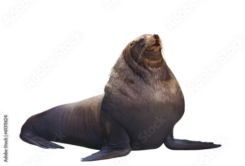 Sea lions on a white background