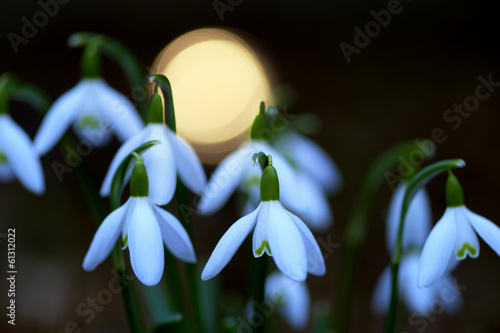 Common snowdrop in altered white balance. photo