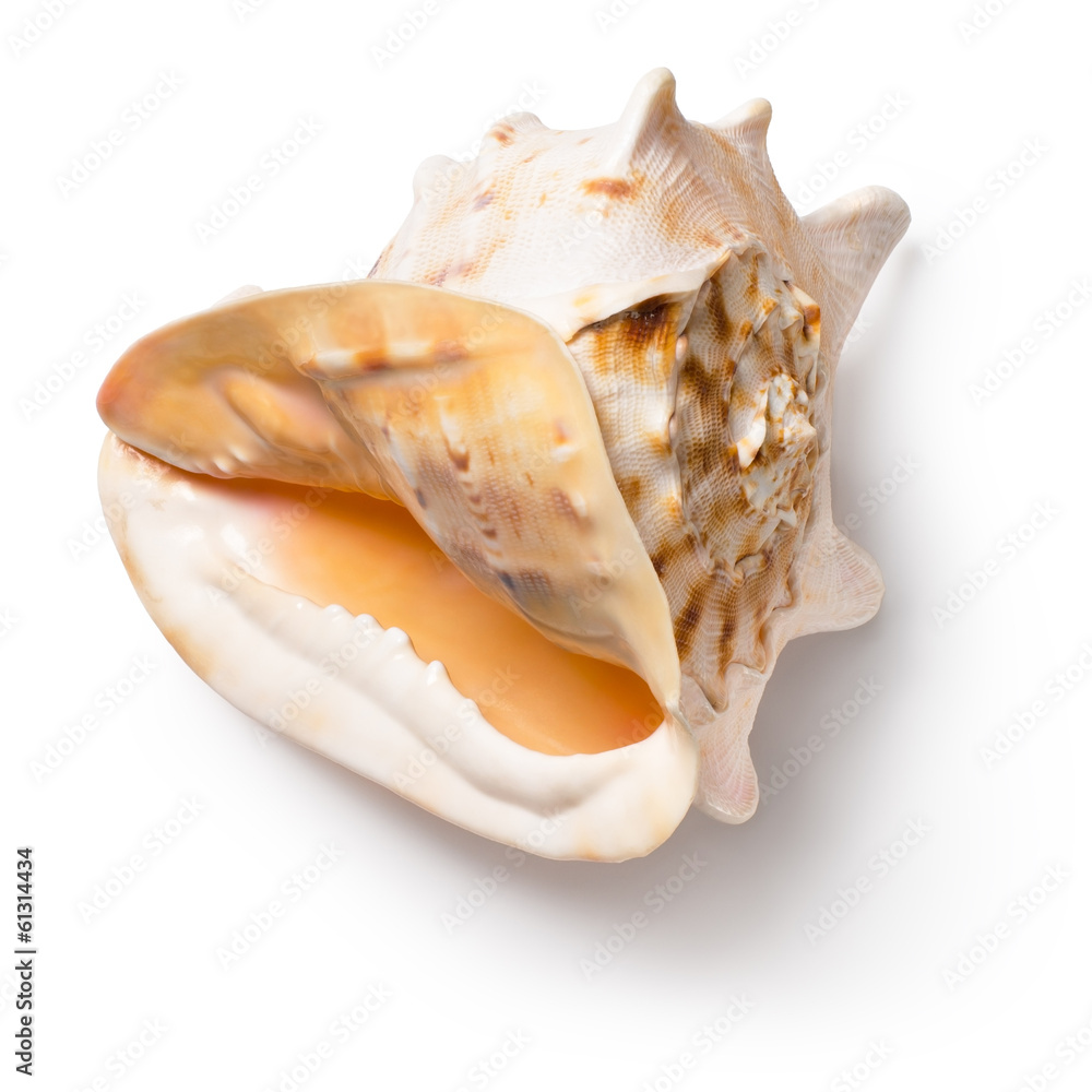 Horned helmet shell (Cassis cornuta)