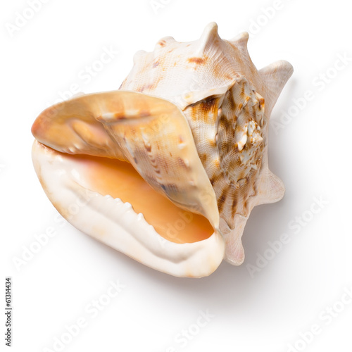 Horned helmet shell (Cassis cornuta)