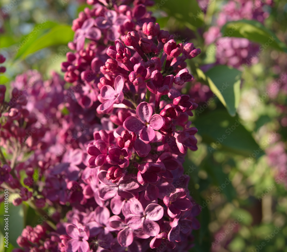 bloom bloom