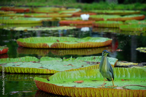 Giant water lilies. Botanical Garden, Pamplemousses, Mauritius