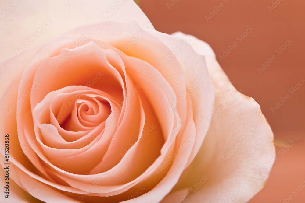 single orange rose on brown wooden background single orange rose on brown wooden background