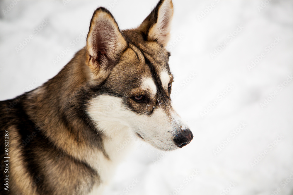 Close - up winter dog