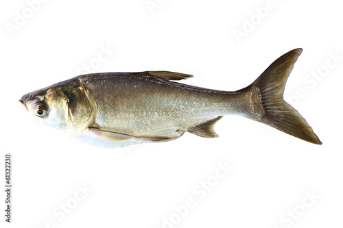 Silver Carp Fish (Hypophthalmichthys Molitrix) isolated.