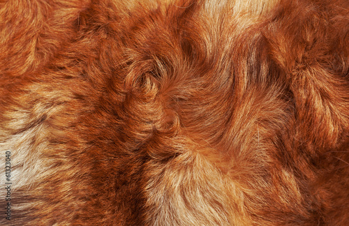 Macro Wool bright-red dog photo
