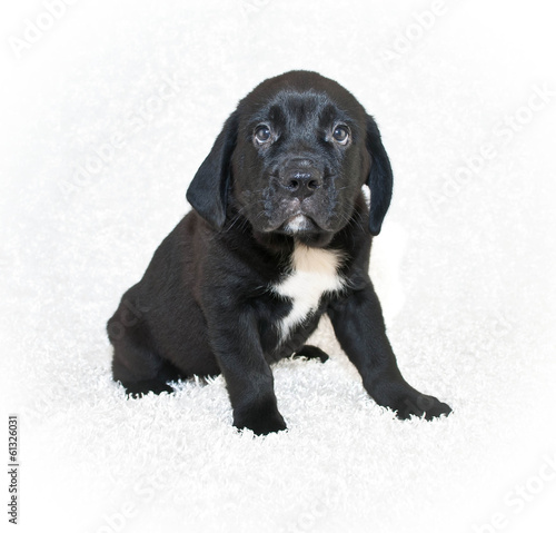 Beagle-bull Puppy