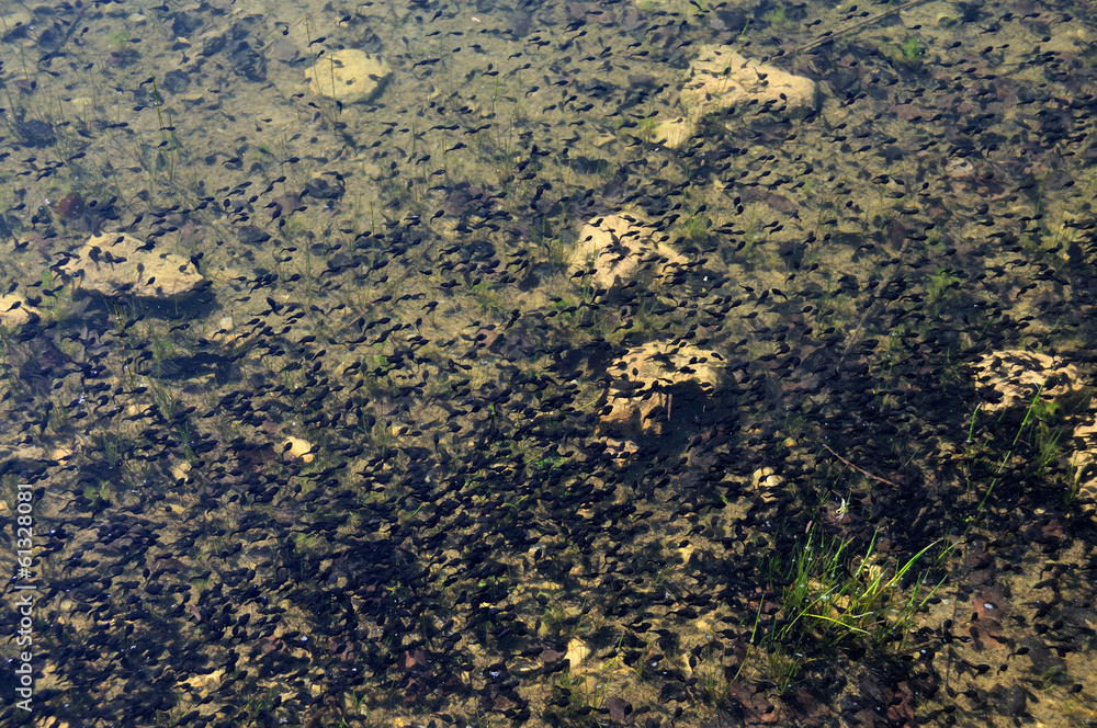 Cloud of tadpoles in the water