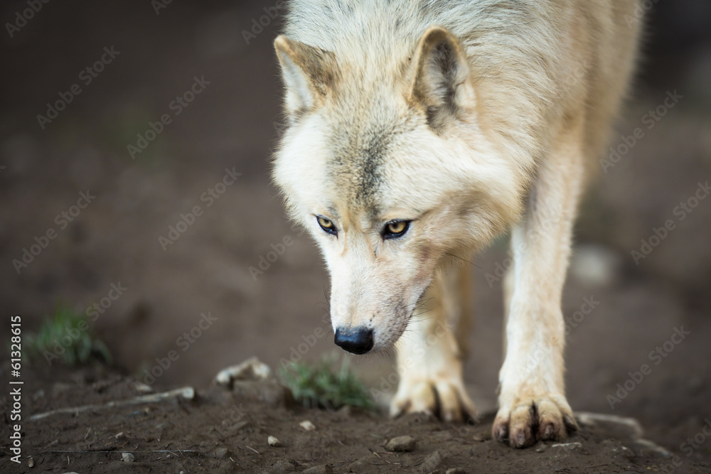 Arctic Wolf (Canis lupus arctos) aka Polar Wolf or White Wolf Arctic Wolf (Canis lupus arctos) aka Polar Wolf or White Wolf