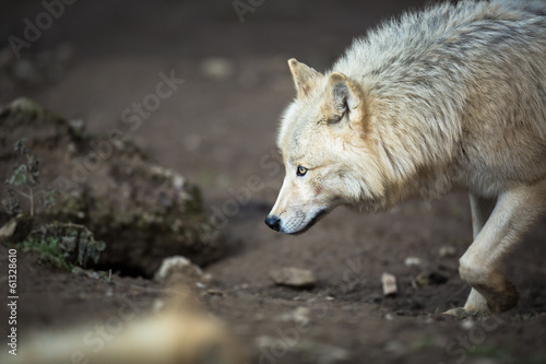 Arctic Wolf (Canis lupus arctos) aka Polar Wolf or White Wolf