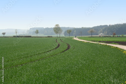 Green field with tractor track in the morning