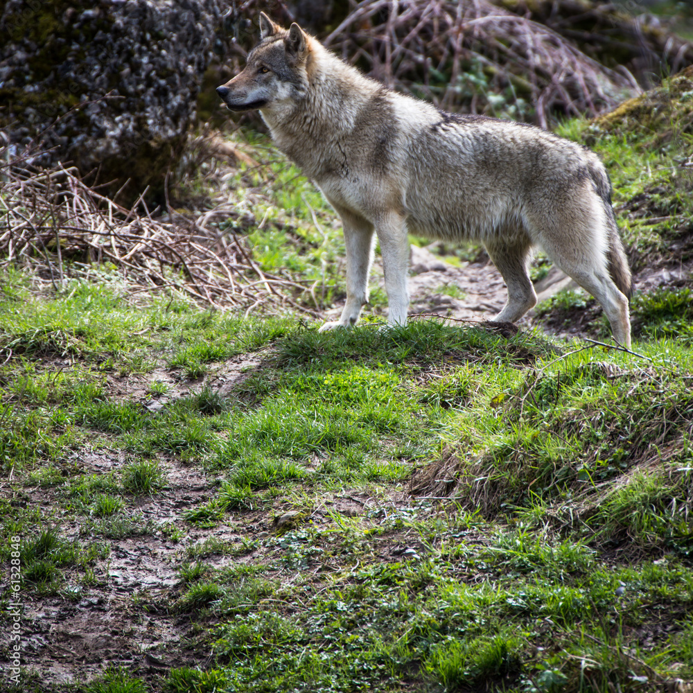 Fototapeta premium Gray/Eurasian wolf (Canis lupus)