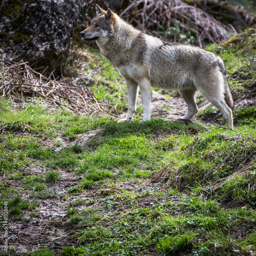 Gray Eurasian wolf  Canis lupus 