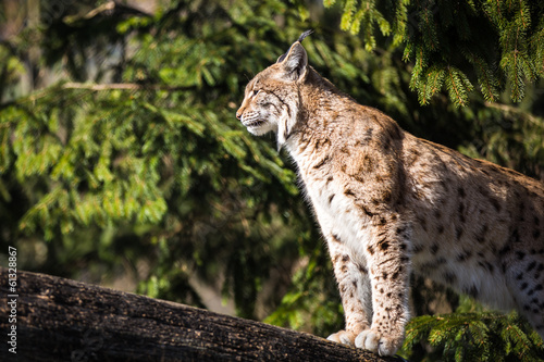 Fototapeta Naklejka Na Ścianę i Meble -  Eurasian Lynx (Lynx lynx)