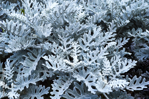 Cineraria Primorskaya - (Cineraria) photo