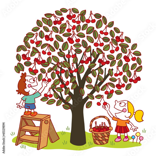 picking cherries