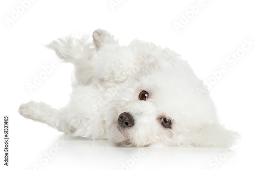Fototapeta Bichon Frise dog resting
